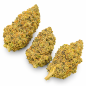 GARY PAYTON - MOLECULES BZ HYDROPONIE