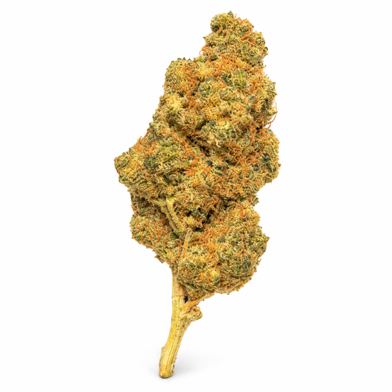 GIRL SCOOT COOKIE - MOLECULES BZ HYDROPONIE