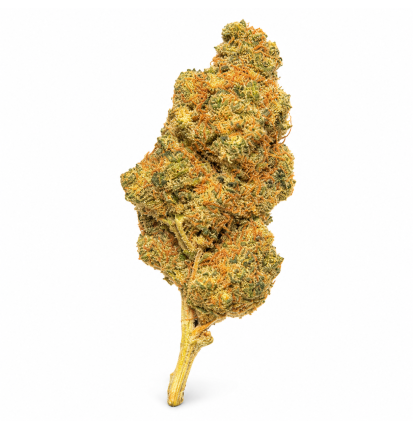 GIRL SCOOT COOKIE - MOLECULES BZ HYDROPONIE