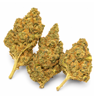 GIRL SCOOT COOKIE - MOLECULES BZ HYDROPONIE