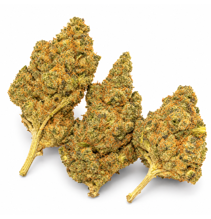 GIRL SCOOT COOKIE - MOLECULES BZ HYDROPONIE