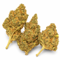 GIRL SCOOT COOKIE - MOLECULES BZ HYDROPONIE