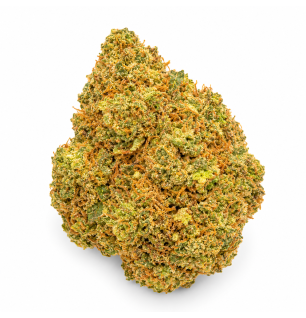NORTHERN LIGHT - MOLECULES BZ HYDROPONIE