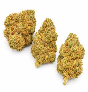 NORTHERN LIGHT - MOLECULES BZ HYDROPONIE