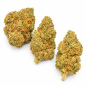 NORTHERN LIGHT - MOLECULES BZ HYDROPONIE