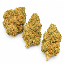 NORTHERN LIGHT - MOLECULES BZ HYDROPONIE
