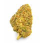 ORANGE SHERBET - MOLECULES BZ HYDROPONIE