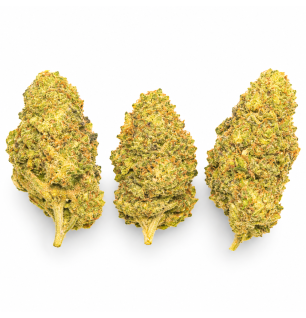 ORANGE SHERBET - MOLECULES BZ HYDROPONIE