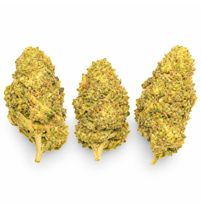 ORANGE SHERBET - MOLECULES BZ HYDROPONIE