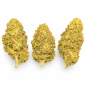 ORANGE SHERBET - MOLECULES BZ HYDROPONIE