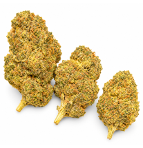 WEDDING CRASHER - MOLECULES BZ HYDROPONIE