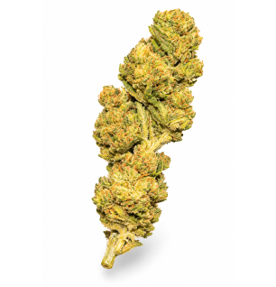 ROYAL CHEESE - MOLECULES BZ GREENHOUSE