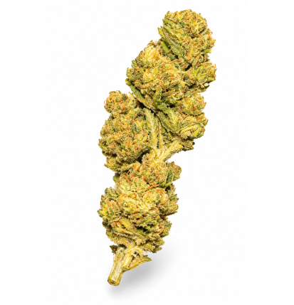 ROYAL CHEESE - MOLECULES BZ GREENHOUSE