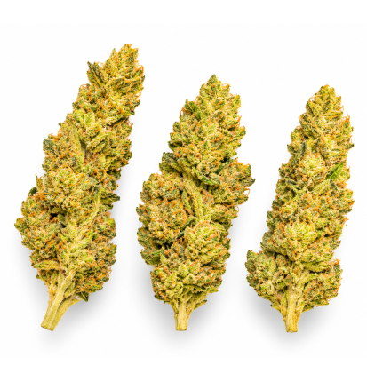ROYAL CHEESE - MOLECULES BZ GREENHOUSE