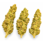 ROYAL CHEESE - MOLECULES BZ GREENHOUSE ROYAL CHEESE - MOLECULES BZ GREENHOUSE