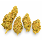 SUPER LEMON HAZE - MOLECULES BZ GREENHOUSE SUPER LEMON HAZE - MOLECULES BZ GREENHOUSE