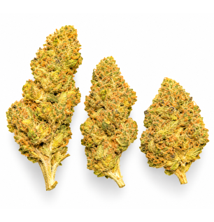 SUPER SKUNK - MOLECULES BZ GREENHOUSE
