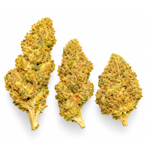 SUPER SKUNK - MOLECULES BZ GREENHOUSE