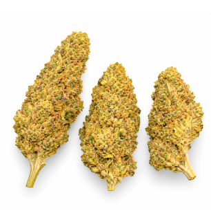 WHITE WIDOW - MOLECULES BZ GREENHOUSE