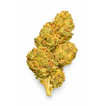 WHITE WIDOW - MOLECULES BZ GREENHOUSE