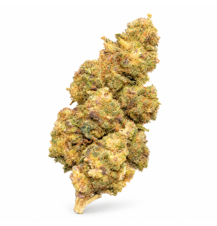 PURPLE URKLE - MOLECULES D10 GREENHOUSE