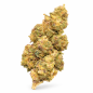 PURPLE URKLE - MOLECULES D10 GREENHOUSE