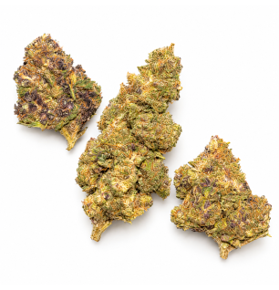 PURPLE URKLE - MOLECULES D10 GREENHOUSE
