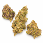 PURPLE URKLE - MOLECULES D10 GREENHOUSE