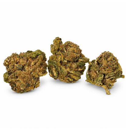 Fleurs de CBD OGZ Small Bud – Petites têtes de chanvre