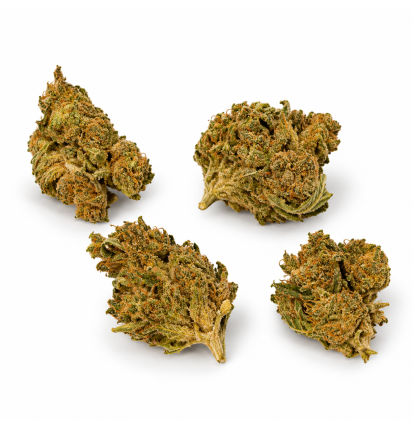Fleurs de CBD Pineapple Small Bud – Petites têtes de chanvre
