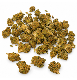 Fleurs de CBD Pineapple Small Bud – Petites têtes de chanvre