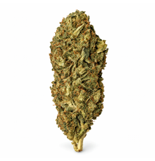 Royal Cheese – Fleurs de CBD Greenhouse