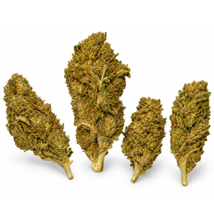 Royal Cheese – Fleurs de CBD Greenhouse