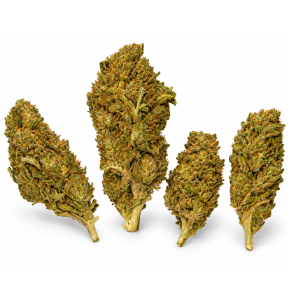 Royal Cheese – Fleurs de CBD Greenhouse