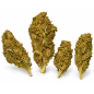 Royal Cheese – Fleurs de CBD Greenhouse