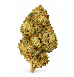 Blue Dream – Fleurs de CBD / CBG Greenhouse