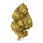 Blue Dream – Fleurs de CBD / CBG Greenhouse