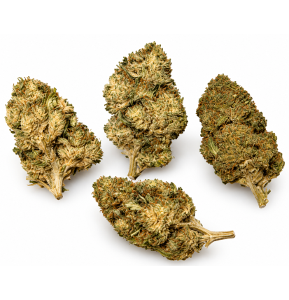 Blue Dream – Fleurs de CBD / CBG Greenhouse