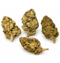 Blue Dream – Fleurs de CBD / CBG Greenhouse