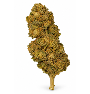 Banana – Fleurs de CBD Greenhouse
