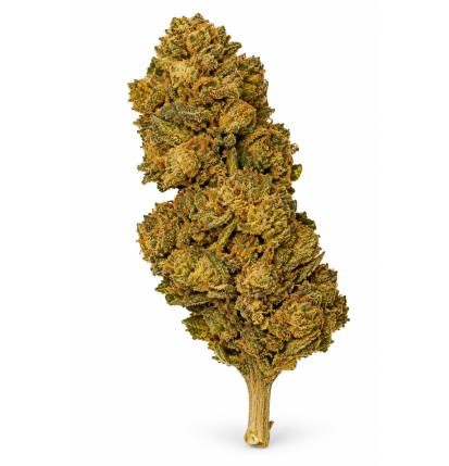 Banana – Fleurs de CBD Greenhouse