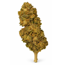 Banana – Fleurs de CBD Greenhouse