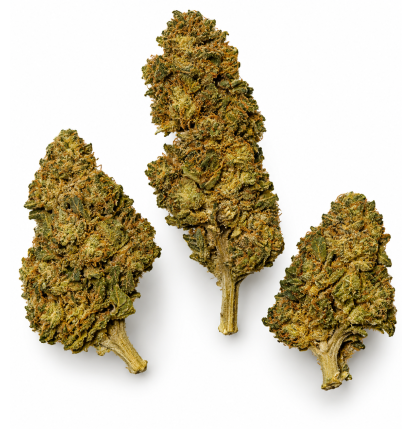 Banana – Fleurs de CBD Greenhouse