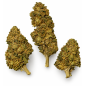 Banana – Fleurs de CBD Greenhouse