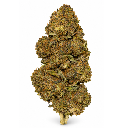 Sour Kush – Fleurs de CBD Glasshouse