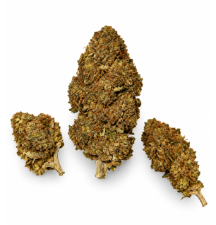 Sour Kush – Fleurs de CBD Glasshouse