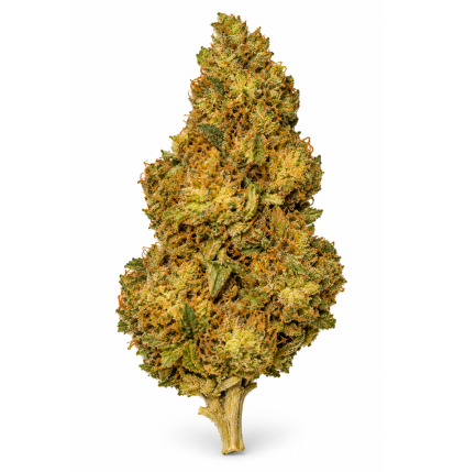 Super Lemon Haze – Fleurs de CBD Glasshouse