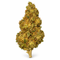 Super Lemon Haze – Fleurs de CBD Glasshouse