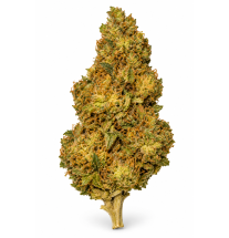 Super Lemon Haze – Fleurs de CBD Glasshouse