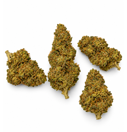Super Lemon Haze – Fleurs de CBD Glasshouse